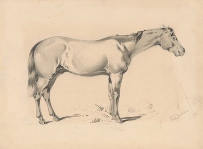 Studie eines Pferdes I von Friedrich Carl von Scheidlin